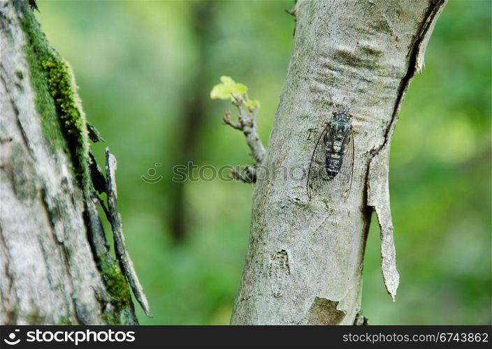 Cicada. Cicada sitting on a tree and singing