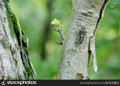 Cicada. Cicada sitting on a tree and singing