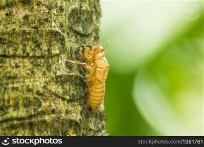 Cicada on tree bark