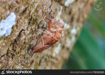 cicada shell which leave on the tree,insect from Thailand