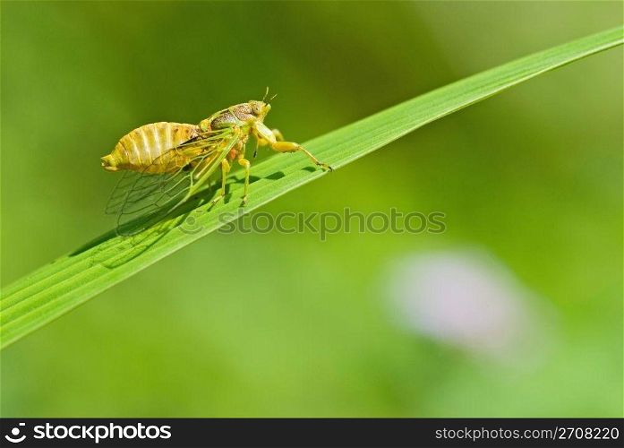 Cicadas courtship (Mogannia hebes), Taiwan, East Asia