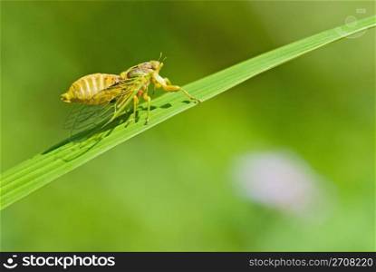 Cicadas courtship (Mogannia hebes), Taiwan, East Asia