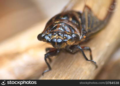 Cicadas in the trees, close up insect from nature