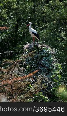 Ciconnia nesting