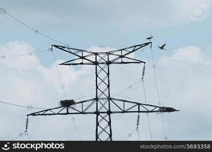 Ciconnia nesting on a power line