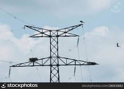 Ciconnia nesting on a power line