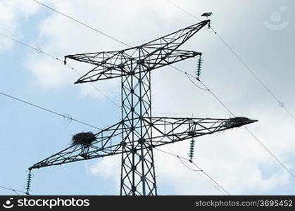 Ciconnia nesting on a power line