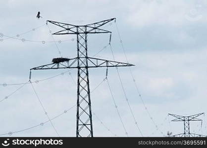 Ciconnia nesting on a power line