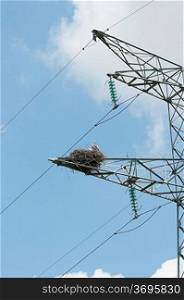 Ciconnia nesting on a power line