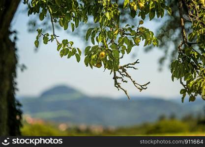 cider pear on a tree