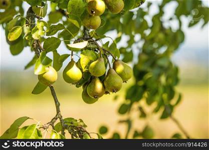 cider pears on a tree