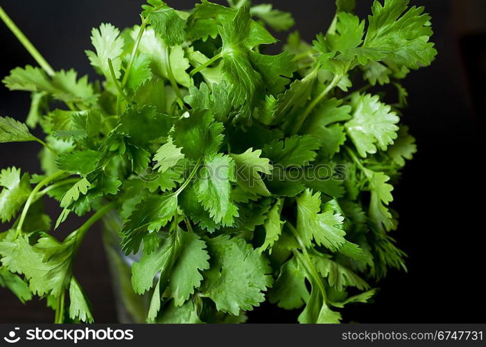 Cilantro