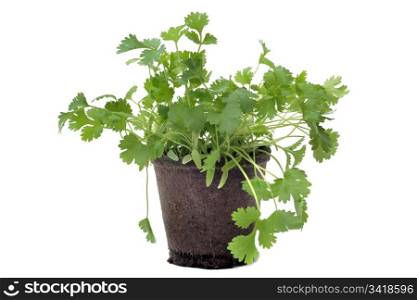 Cilantro also know an coriander in pot in front of white background
