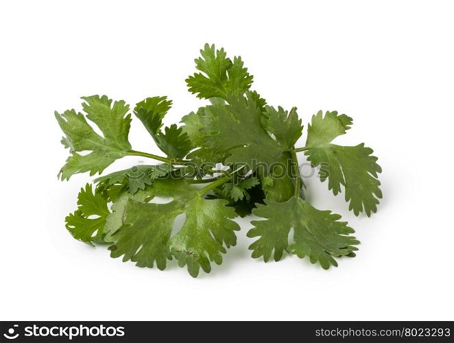 cilantro. Fresh cilantro isolated on white background