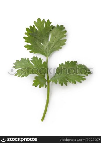 cilantro. Fresh cilantro isolated on white background