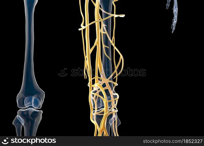 cinema 4d rendering of The structure of human blood vessels