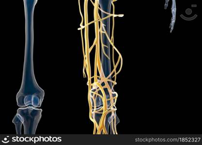 cinema 4d rendering of The structure of human blood vessels