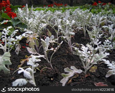 Cineraria and salvia blooming