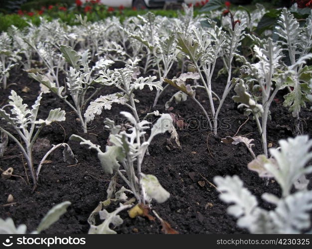 Cineraria and salvia blooming