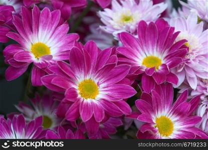 Cineraria violet blooms as background
