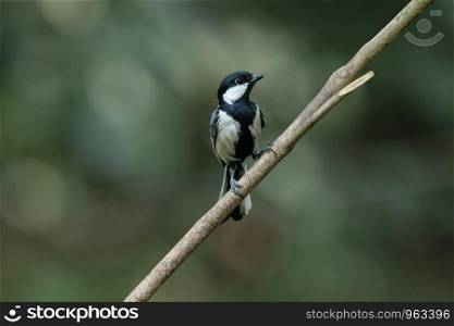 Cinereous tit, Parus cinereus, Salim Ali Bird Sanctuary, Thattekad, Kerala, India