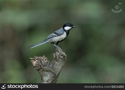 Cinereous tit, Parus cinereus, Salim Ali Bird Sanctuary, Thattekad, Kerala, India
