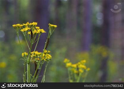 cinnabar moth, caterpillars,Tyria jacobaeae eating from a yellow flower in holland in July