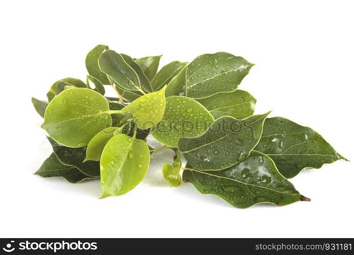 Cinnamomum camphora in front of white background