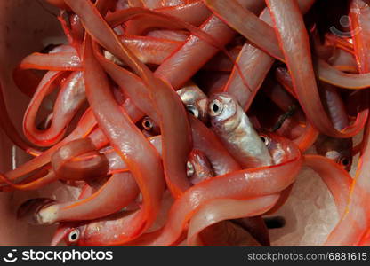 Cipolle (onions) mediterranean fish in open market in Naples