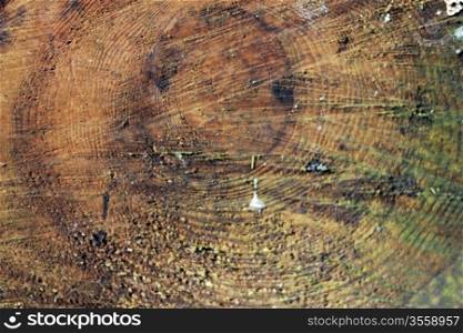 Circles of sliced wood. Background grunge texture