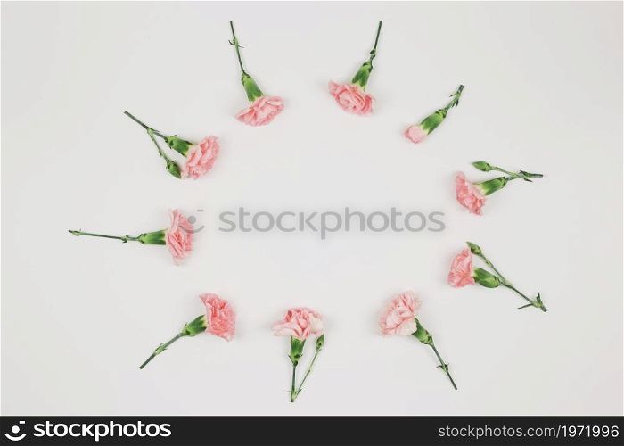circular carnations flower frame isolated white background. High resolution photo. circular carnations flower frame isolated white background. High quality photo