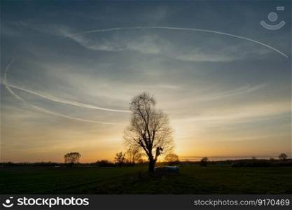 Circular condensation streak over a tree on a meadow during sunset, spring evening