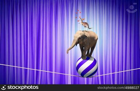 Circus animals. Circus animals standing in stack and balancing on rope