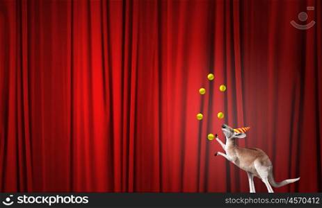 Circus animals. Circus kangaroo standing on ball and juggling with balls