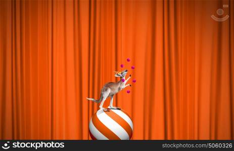 Circus animals. Circus kangaroo standing on ball and juggling with balls