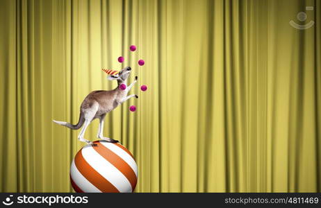 Circus in city. Circus animals standing in stack and balancing on ball