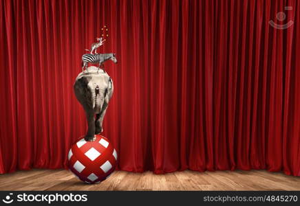 Circus in city. Circus animals standing in stack and balancing on ball