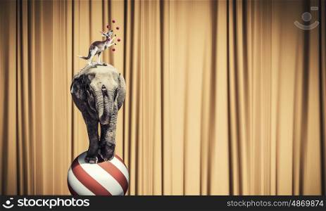 Circus in city. Circus animals standing in stack and balancing on ball