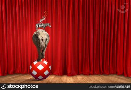 Circus in city. Circus animals standing in stack and balancing on ball