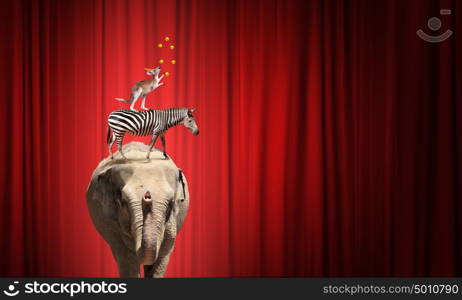 Circus in city. Circus animals standing in stack and balancing on ball