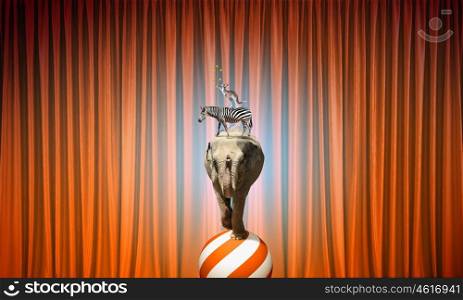 Circus in city. Circus animals standing in stack and balancing on rope
