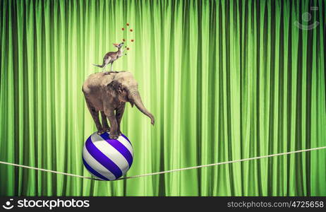 Circus in city. Circus animals standing in stack and balancing on rope