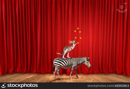Circus in city. Circus animals standing in stack and balancing on rope