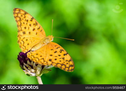 Cirrochroa Tyche or Common Yeoman, Close up butterfly with orange wing and black pattern on blooming flower are insect in the garden, Beautiful nature of animal copy space for the background. Cirrochroa Tyche butterfly on a flower