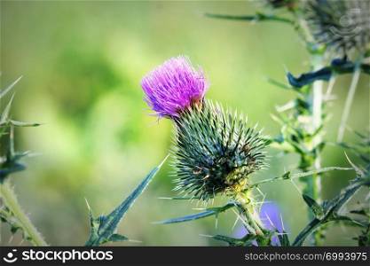 Cirsium vulgare, Spear thistle, Bull thistle, Common thistle, short lived thistle plant with spine tipped winged stems and leaves, pink purple flower heads.. Cirsium vulgare, Spear thistle, Bull thistle, Common thistle, short lived thistle plant with spine tipped winged stems and leaves, pink purple flower heads