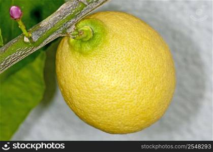 citron at a tree. citron