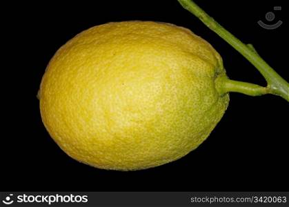 citron at a tree. citron