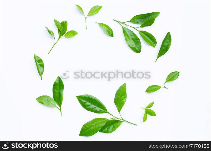 Citrus leaves circle on a white background. Copy space