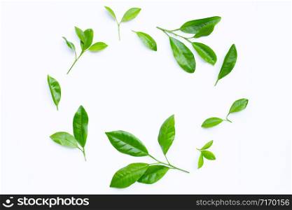 Citrus leaves circle on a white background. Copy space