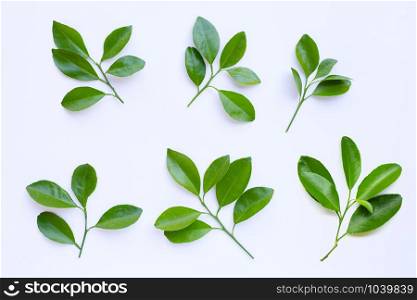 Citrus leaves circle on a white background. Top view